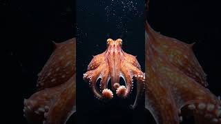 Deep sea wonder. #DumboOctopus #DeepSeaLife #RareAnimals
