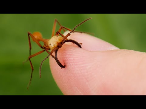 Самые опасные МУРАВЬИ на планете!