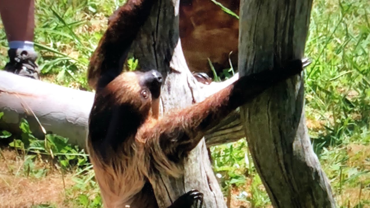 Sloth in Motion - YouTube
