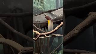 The male Lesser Bird of Paradise