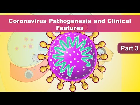 coronavirus-symptoms---how-coronavirus-kills-(covid-19-pathogenesis)---ace2---coronavirus-part-3