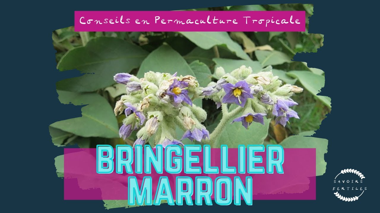 Permaculture tropicale - Bringellier marron