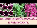 Петуния зимой. Укоренение черенков. Уход для роста. Пересадка Прищипка черенков .Обзор рассады 2022.