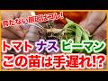 【トマト・ナス・ピーマン栽培】栽培初期に注意！トラブルの原因と対策を解説！【シェア畑】【農園ライフ】
