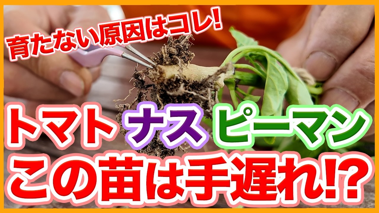 【トマト・ナス・ピーマン栽培】栽培初期に注意！トラブルの原因と対策を解説！【シェア畑】【農園ライフ】