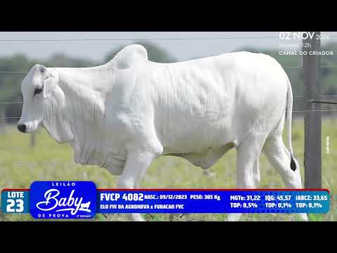 LOTE 23   FVCP 4082