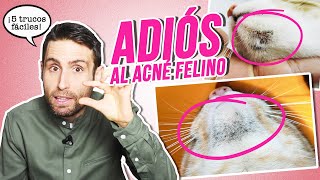 Cómo prevenir el ACNÉ FELINO en GATOS de forma muy sencilla  | 5 trucos fáciles para mejorarlo