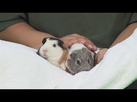 How To Look After Baby Guinea Pigs