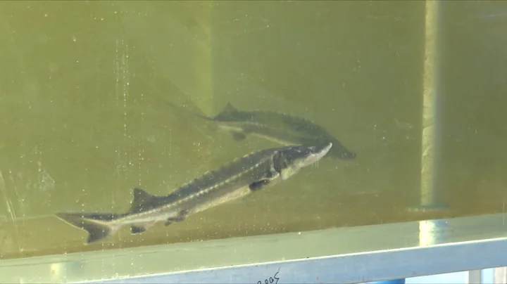 Wild breeding experiment of Yangtze sturgeon succeeds in China's Sichuan - DayDayNews