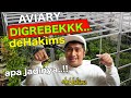 AVIARY SEDERHANA INI AKHIRNYA DIGEREBEK DEHAKIMS, burung-burung pada girang ..!!