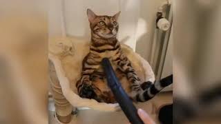 #1Funny pets/ Смешные животные...