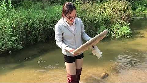 Đi Bẫy Cá Mương cùng "Y Tào Kheng" | Lý Lép