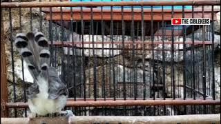 CIBLEK SEMI KRISTAL BREN RAPET SPEED TANPA JEDA AMPUH UNTUK PANCINGAN TARUNG EMOSI❗️ #ciblekbren