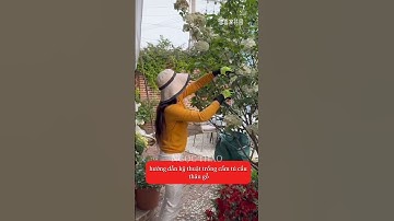 Hướng dẫn cách cắt tỉa, chăm sóc những em CẨM TÚ CẦU THÂN GỖ này ạ #camtucau #nhavuonngocthao