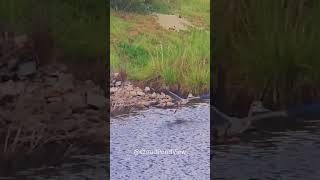 King of the Pond! #birds #nature #wildlife #duck #shorts #trending #viral