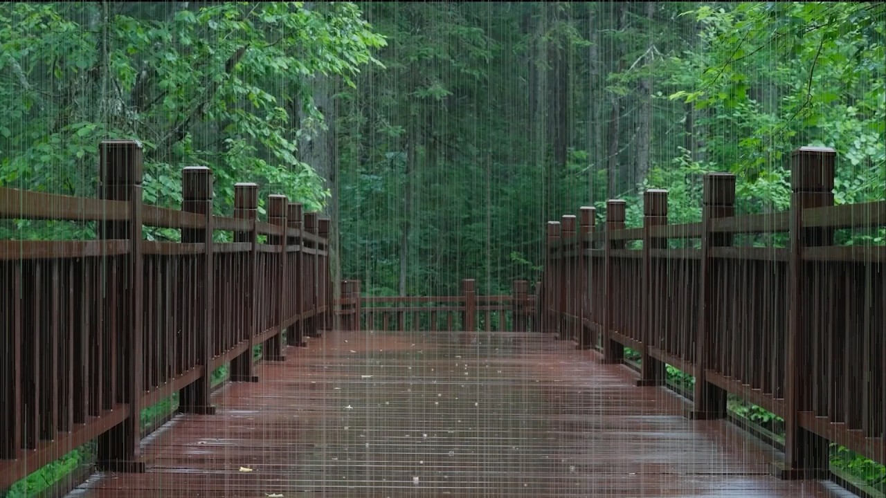 The forest path is raining(2) , sleep, relax, meditate, study, work, ASMR