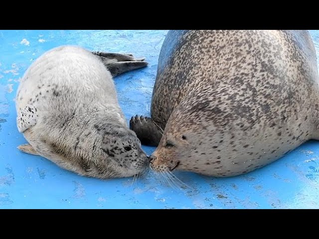 ゴマちゃん床をゴロゴロ 稚内の水族館でアザラシ2頭誕生 - YouTube