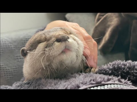 ??????? ???????????????? Encounter between an waking up otter  and a waking up cat