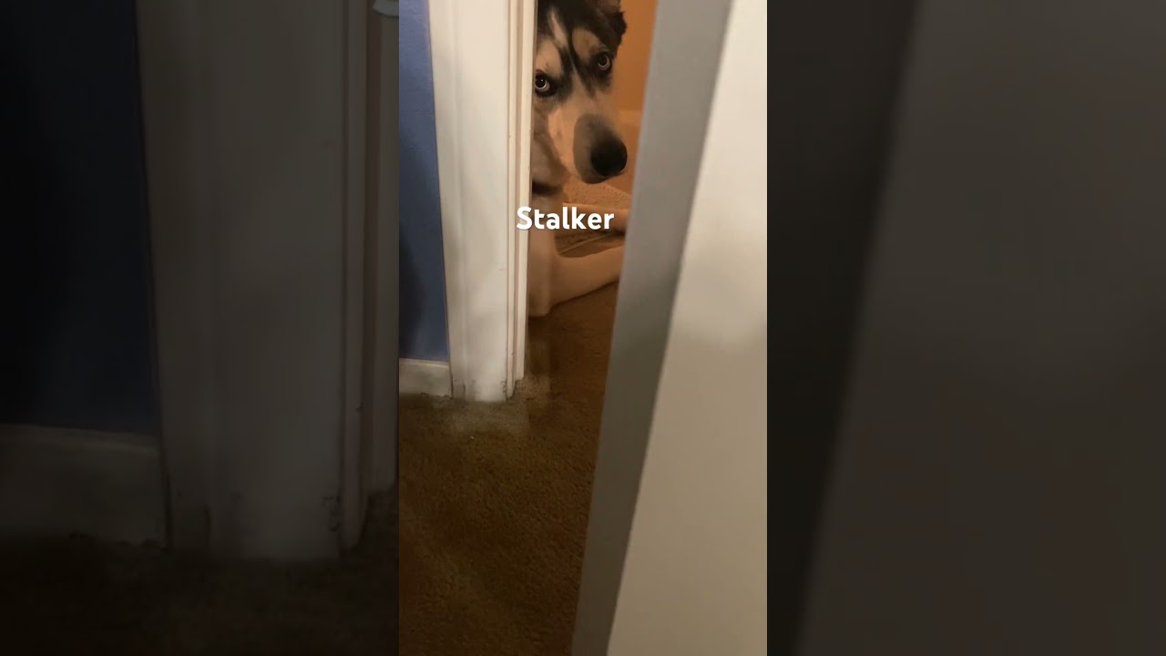 Husky stalker. 