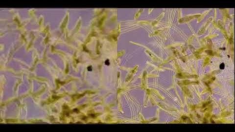 Dynamical Neural Cellular Automata trained on mimicking Paramecia