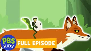 Wild Kratts FULL EPISODE | Outfoxed | PBS KIDS
