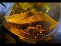 Инклюзы (ископаемые) в янтаре. Amber inclusions (fossils). Baltamber