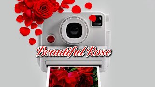 Beautiful Red Rose❤️Magic 📸🌹Red Rose Flower Lovers😍Red Rose Flower Beauty❤️#aesthetic#rose#roselover Beautiful Red Rose❤️Magic 📸🌹Red Rose Flower Lovers😍Red Rose Flower Beauty❤️#aesthetic#rose#roselover