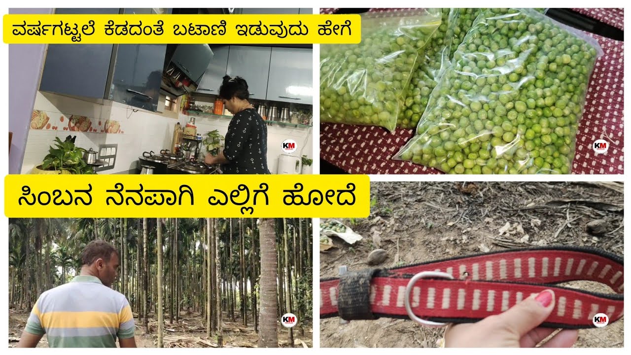 ಸಿಂಬ ನನ್ನು ನೋಡಬೇಕು ಅಂತ ಅನ್ನಿಸಿ ಎಲ್ಲಿಗೆ ಹೋದೆ. ವರ್ಷಗಟ್ಟಲೆ 🟢 ಬಟಾಣಿಯನ್ನು ಹೇಗೆ ಇಡುವುದು