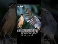 These Birds Are Totally in Love 😍🐦Has#LoveBirds #CuteBirds #BirdDance #FunnyBirds #AnimalLovers