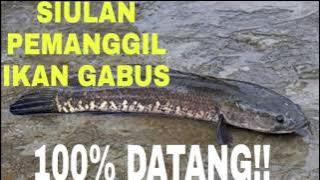 Siulan Pemanggil Ikan Gabus