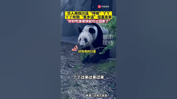 在美华人用四川话「呼唤」大熊猫丫丫，丫丫听到「熟悉的家乡话」径直走来 - 天天要闻