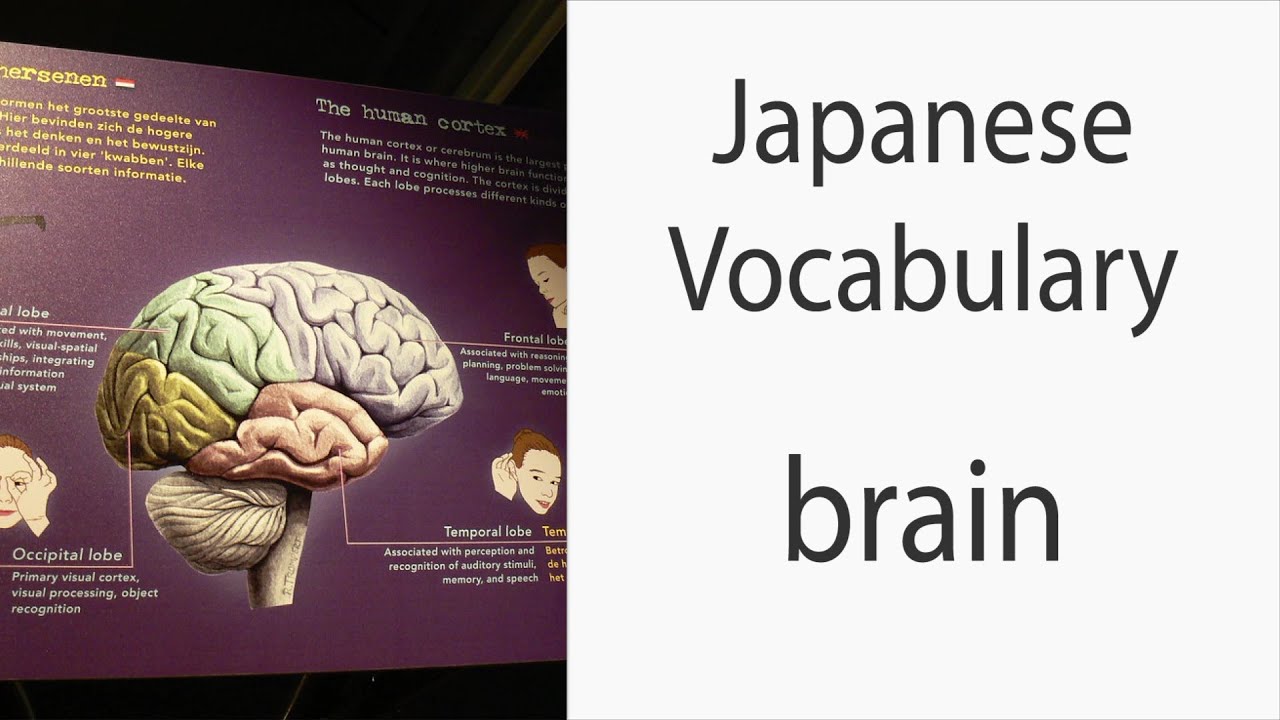 How To Say Brain In Japanese YouTube how-to-say-brain-in-japanese-youtube
