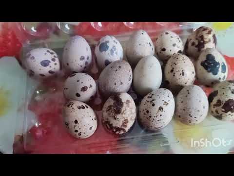 فيديو: كيف تغلي بيضة السمان