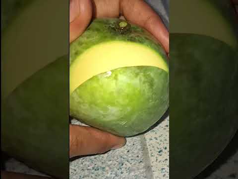 Mango Cutting 2025 Shorts 