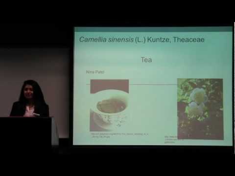 Camellia sinensis (Tea)