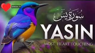 Yaseen , سورة يس, सूरह यासीन, Ясин сураси ,,