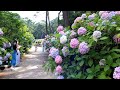 4K Hydrangea in TAEJONGSA | Temple |  Busan Korea | 太宗寺