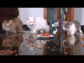 1000 Treats vs Beef | What Do The Cats Like To Eat?