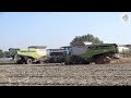 2 Claas Lexion 760 TT + Dominoni 10 rows - Gavazzoni S.R.L. - Big corn harvest 2019