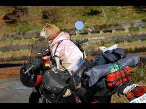 犬とバイクでツーリングに行くとかわいくなる Go To Touring With The Dog And The Bike Youtube