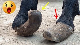 難以置信！ 驢子2個前蹄徹底變形，走路痛的嗷嗷叫令人心疼！ 杜師傅費盡力修剪蹄子後，它得救了！
