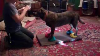 Teaching a Dog a Foot Target