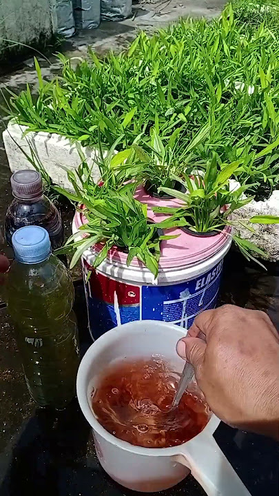 Kangkung hidroponik #shorts
