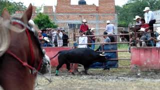 TEXANITO DE GANADERÍA EL MOLINO