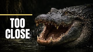 Alligator Approaches You, You Must Do THIS