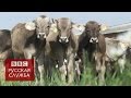 Импортозамещение: возрождение российского молочного стада - BBC Russian