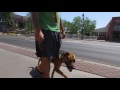 Lincoln 1 yo GSD English Bulldog best Arizona dog trainers Lincoln 1 yo GSD English Bulldog best Arizona dog trainers