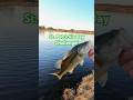 Bass LOVE green lures especially on St. Patrick’s Day!!