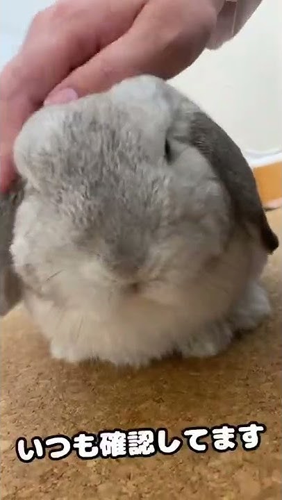 Mr Luvうさぎのラブ君