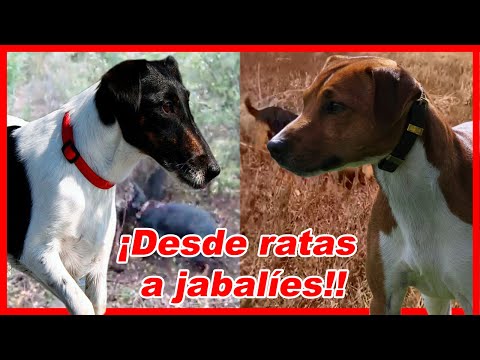 Video: Pequeños tipos de perros terrier